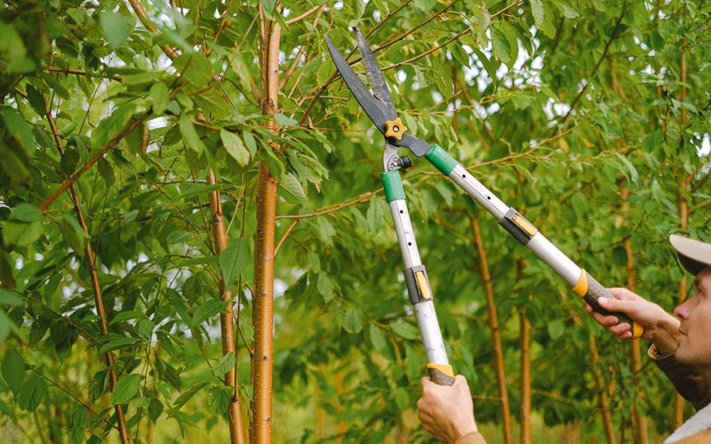Tree trimming in Luther, IA