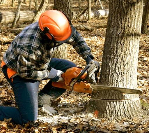 Tree Removal in Luther, IA